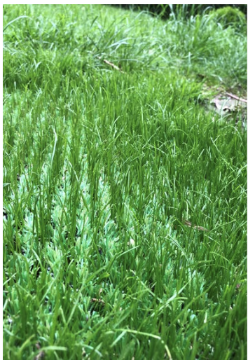 Shieldscape Installed with Grass Growing