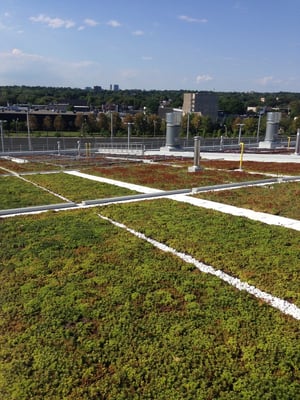 bioroof-images (1)-1