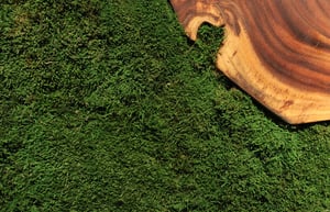 sheetmoss