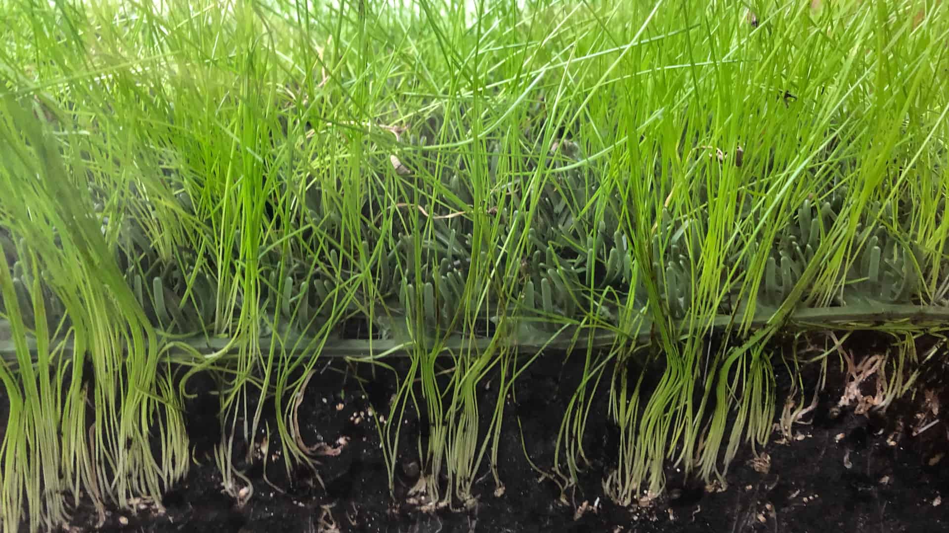 shieldscape-hybrid-turf-high-traffic-grass-cross-section (2)