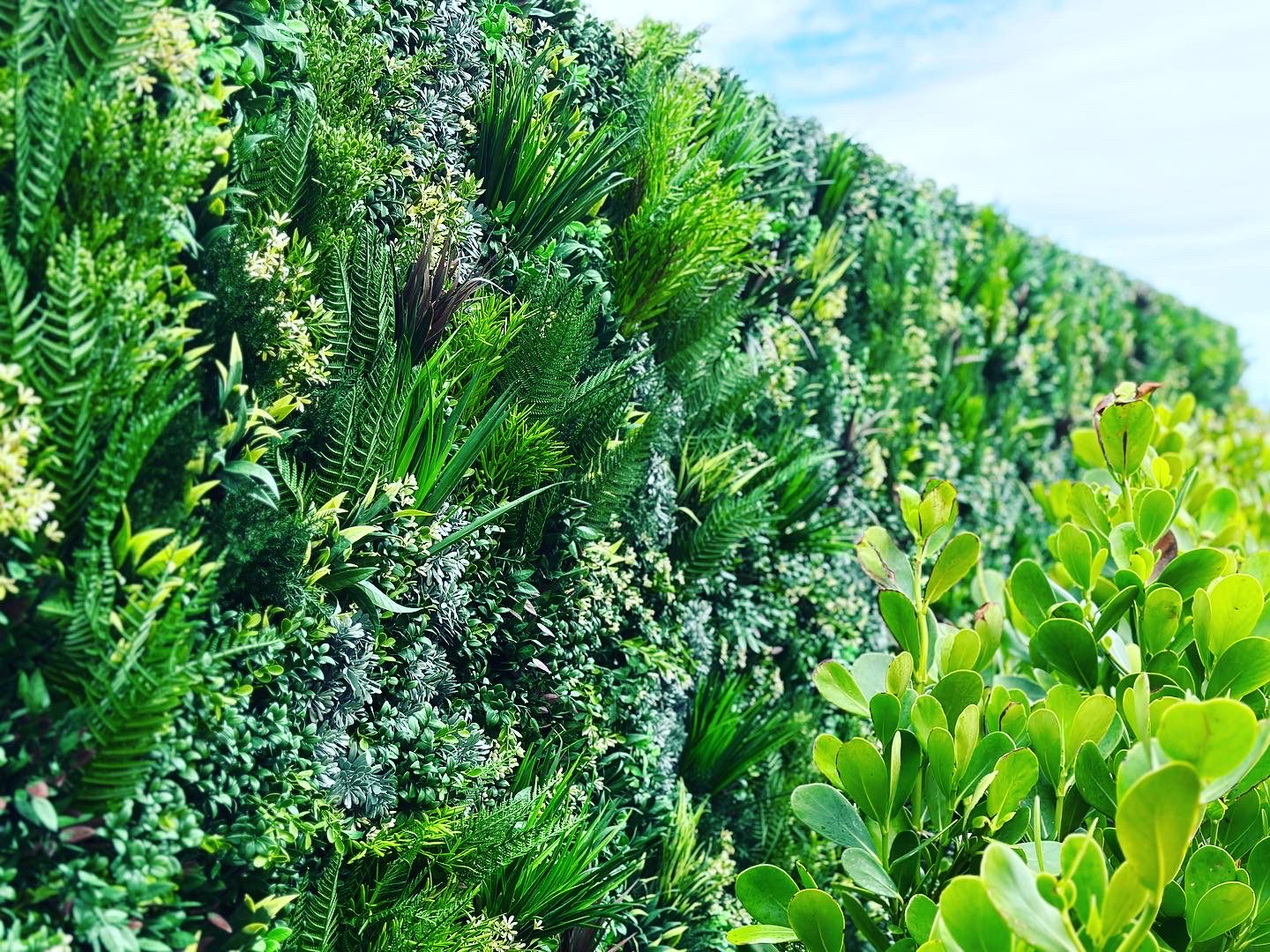 Vistafolia by blue ocean turf at Eau Palm Beach Resort & Spa Vistafolia by blue ocean turf at Eau Palm Beach Resort & Spa